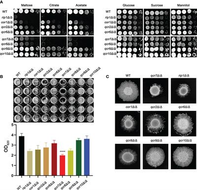 QCR7 affects the virulence of Candida albicans and the uptake of multiple carbon sources present in different host niches